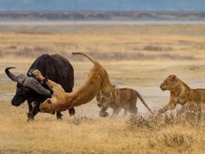 Охота на буйвола фото